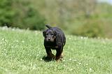 BEAUCERON - PUPPIES 332